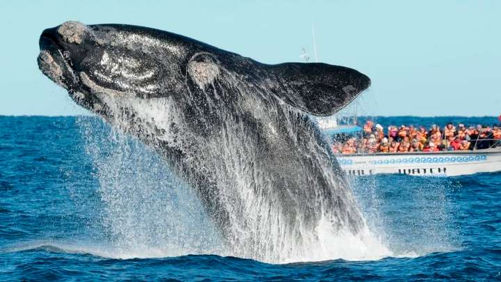 Más de 2.100 ballenas francas llegaron a Península Valdés