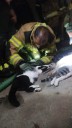 ECATEPEC: TRATARON DE SALVAR SEIS FELINOS EN  INCENDIO