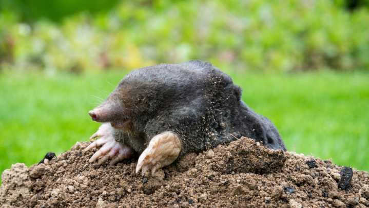 8 Plants That Help Keep Moles Out Of The Yard