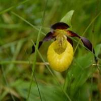 150 species saved in England, but 'time running out' to halt decline