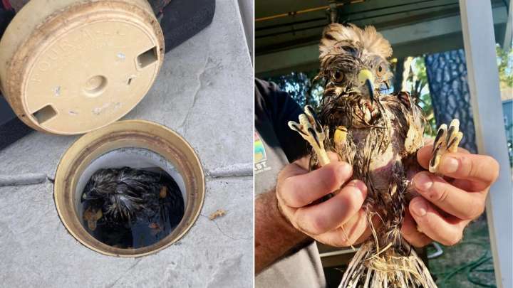 California Summer Splash Turns Into A Rescue Mission After Partygoers Find A Lifeless Visitor