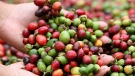 Fedeagro: Exportaciones de café superan el 10% de la producción nacional con 110.000 quintales #25Ago
