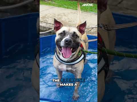 Not ready to adopt? Run with shelter dogs from the Char