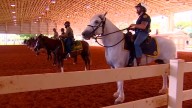 Officers — and their horses — ready to finish rigorous training to join Miami Police Mounted Patrol Unit