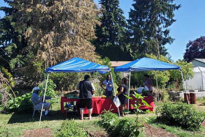 Resilience Market makes organic produce accessible for all