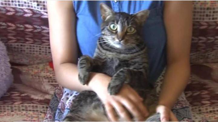 Un estudio revela los beneficios de vivir con gatos para combatir la ansiedad