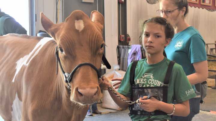 Livestock lessons: Kids learn the ropes circling the showring