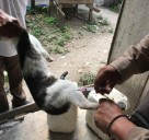 Blindan a mascotas contra la rabia