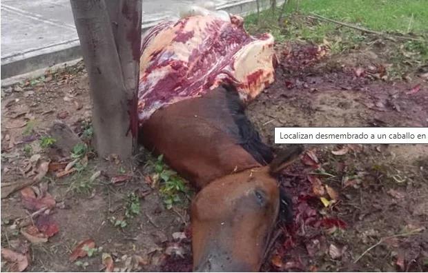  Maestros  hallaron  caballo descuartizado  en escuela de  Aragua