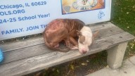 Dog In Illinois Stood Waiting For His Owner Who Never Came Back, Until Something Wonderful Happened