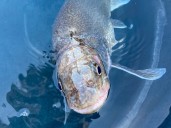 A lake trout that hatched when JFK was president was found alive in Lake Superior