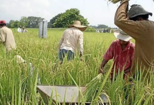 Agotados los recursos para subsidiar arroceros en la compra de insumos