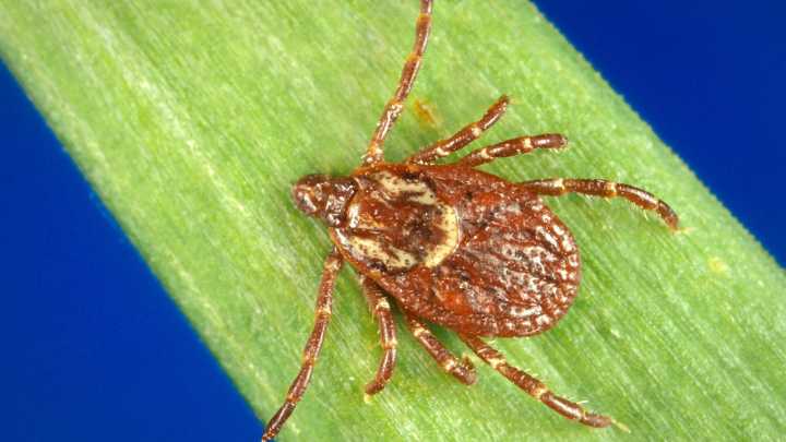 Quebec reports first case of tick-borne Rocky Mountain spotted fever