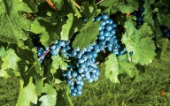 Texas Wine Is Growing Up