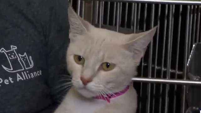 Adoptable pets at Pet Alliance of Greater Orlando