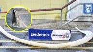 Incautan costilla de ballena franca austral de dos metros en frontera con Argentina: Es una especie protegida