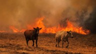 Las otras víctimas del fuego: los incendios en España acaban con la vida y el hábitat de cientos de animales