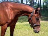 RCMP looking for Hank the horse after dispute between owner, boarder