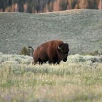 Bison herds 'reawaken' Yellowstone's prairies