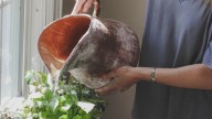Las 4 plantas de interior más resistentes y bonitas que duran todo el año