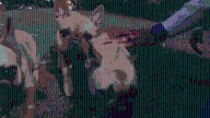 Officials call for regulations, oversight of NY animal boarders