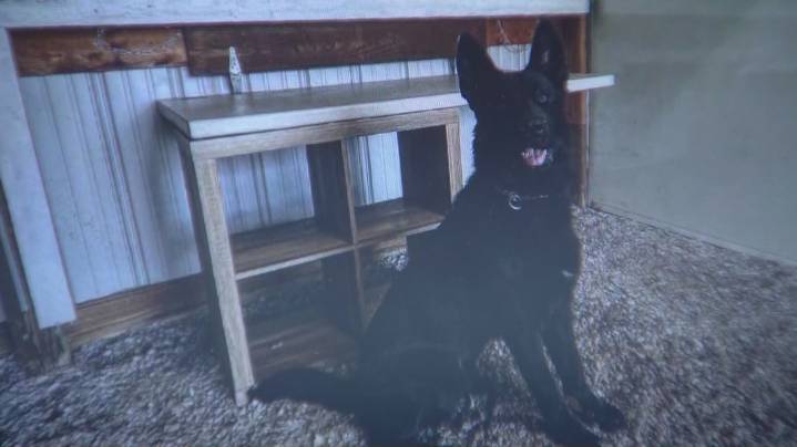 Law enforcement K9 kills 3-year-old child of Colorado police chief