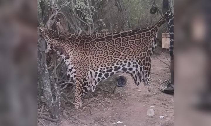 Se inicia este miércoles el juicio oral por la muerte de un yaguareté en la zona de Estanislao del Campo