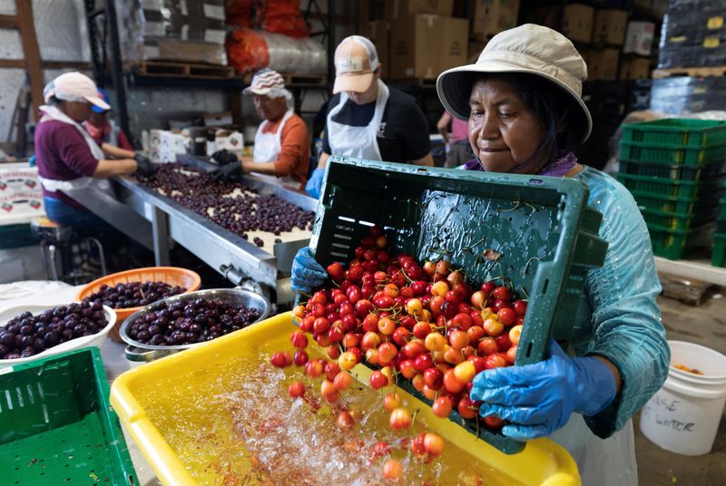 In Michigan’s cherry country, the federal safety net is fraying