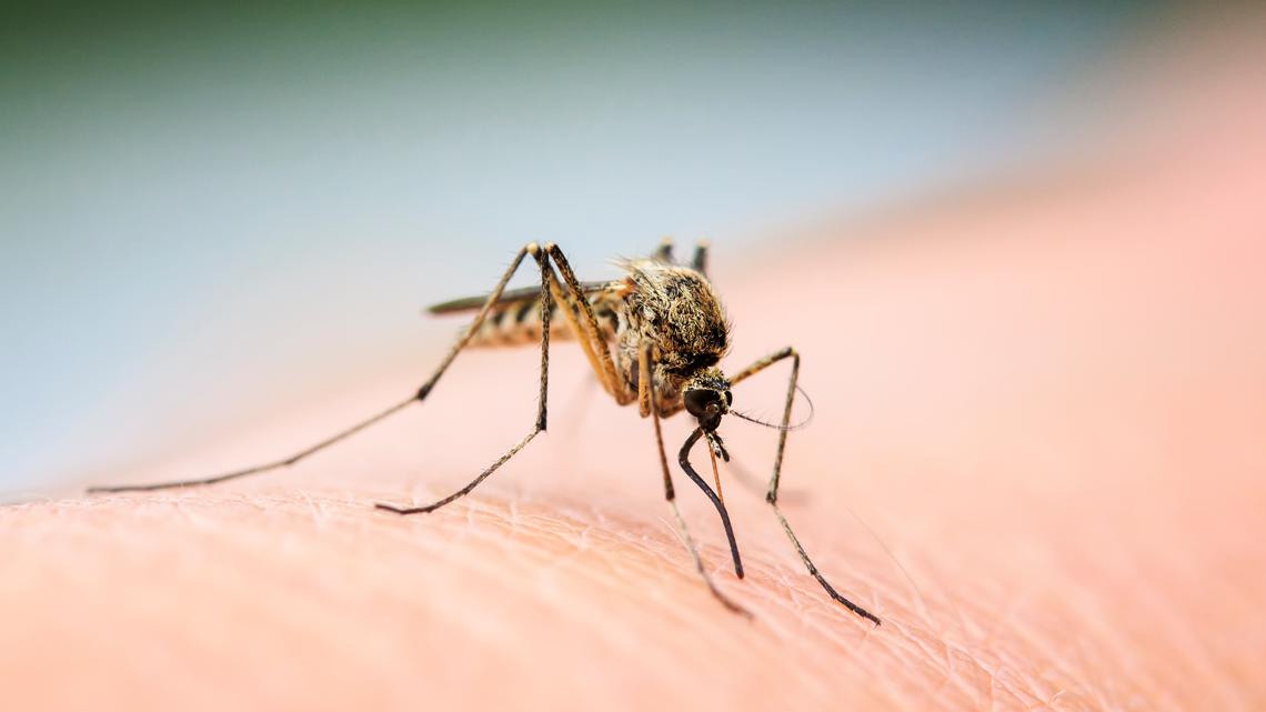 West Nile Virus found in Monroe County mosquito sample