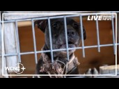 Dogfighter in Gaston County sentenced
