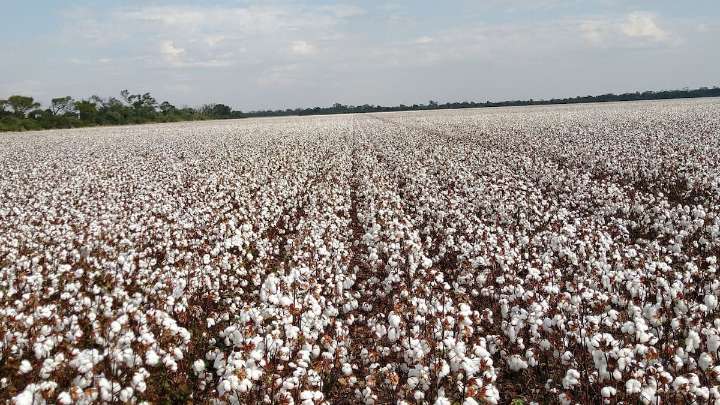Oro blanco. Una novedosa iniciativa apunta a revolucionar un histórico cultivo y a generar más de US$700 millones