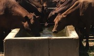 Extraen y sacrifican bovinos de la cuna del ganado Carora
