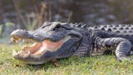 Gator bites woman in Florida
