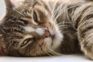 Purrfecto Cat Lounge coming soon to San Antonio