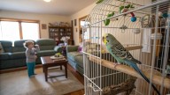 Los expertos lanzan un importante comunicado a las personas que tienen pájaros y niños en casa