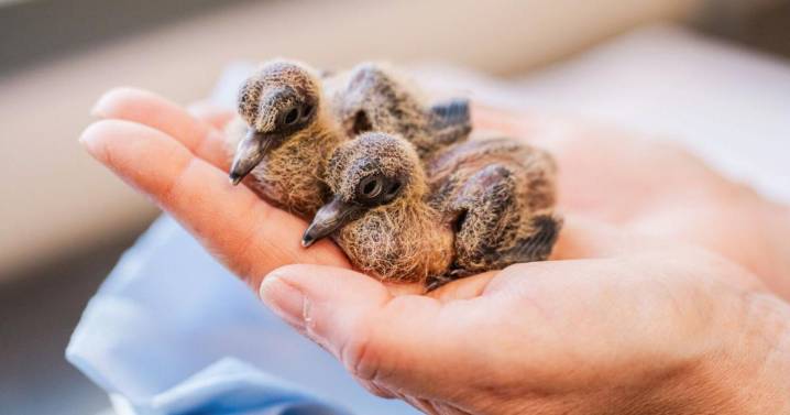Zoo experts hatch eight rare dove chicks in bid to save species