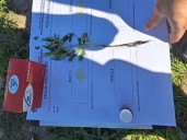RESISTENCIA:  Vieron El Patrullero Y Decidieron Esconder Un Plantero Con Marihuana En Un Baldío