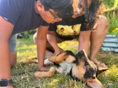 I didn't want my son to overdose on screen time this summer, so we're fostering a puppy. He's learning responsibility and time management.