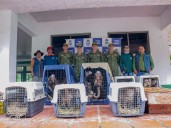 Misión Libertad: 77 animales silvestres regresaron a su hábitat en el Vichada