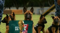 Con estos caninos resguardarán los aeropuertos mexicanos durante el Mundial 2026 / VIDEO