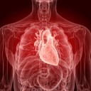 Fisiología cardiaca 101
