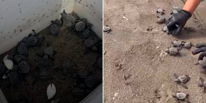 Profepa libera 32 tortugas marinas en Veracruz en busca de proteger especies amenazadas