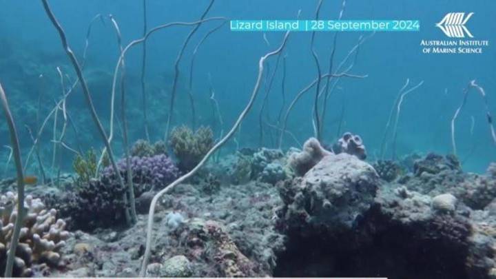 La Gran Barrera de Coral, diezmada por el calor: el 25% ha muerto por el calor