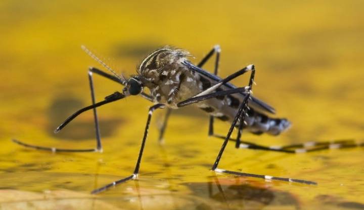 La vacuna contra la fiebre amarilla deja de ser gratuita