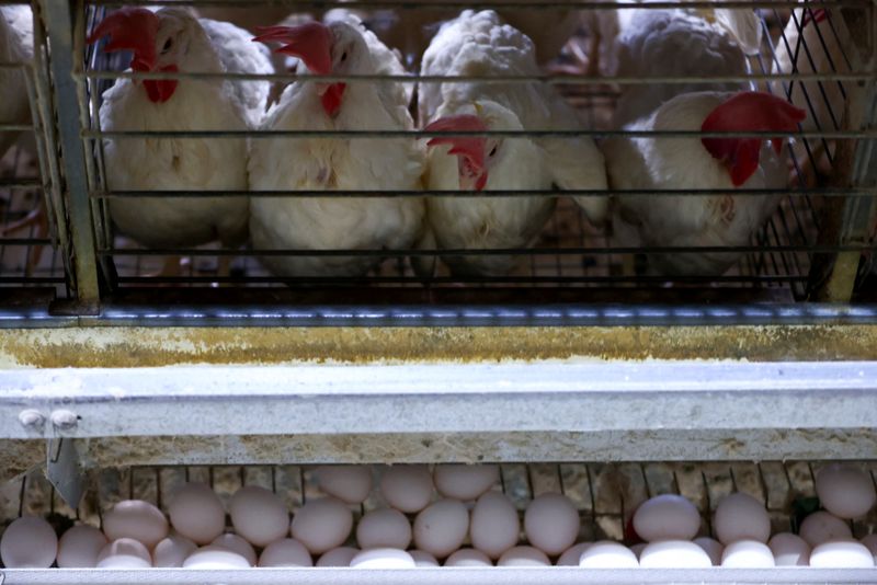 Saudi Arabia, Chile to resume poultry imports from Brazil, memos say