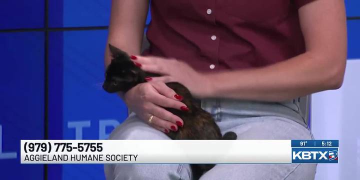 Aggieland Humane Society’s Pet of the Week: Bonjour