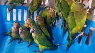 Profepa rescata 40 aves en peligro de extinción en Jalisco; hay dos detenidos