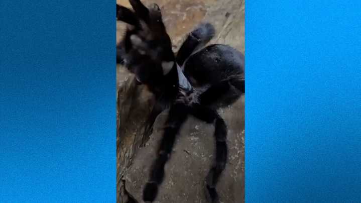 Does size matter? Meet the creature dubbed the 'Genital King'