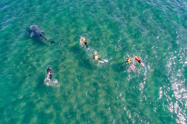 Marine Tourism in Mexico Remains Damaging to Wildlife Despite Regulations, Research Finds