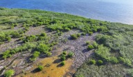 Impacto ambiental positivo en obra del Puente Nichupté; se han rescatado 2 mil 125 especies